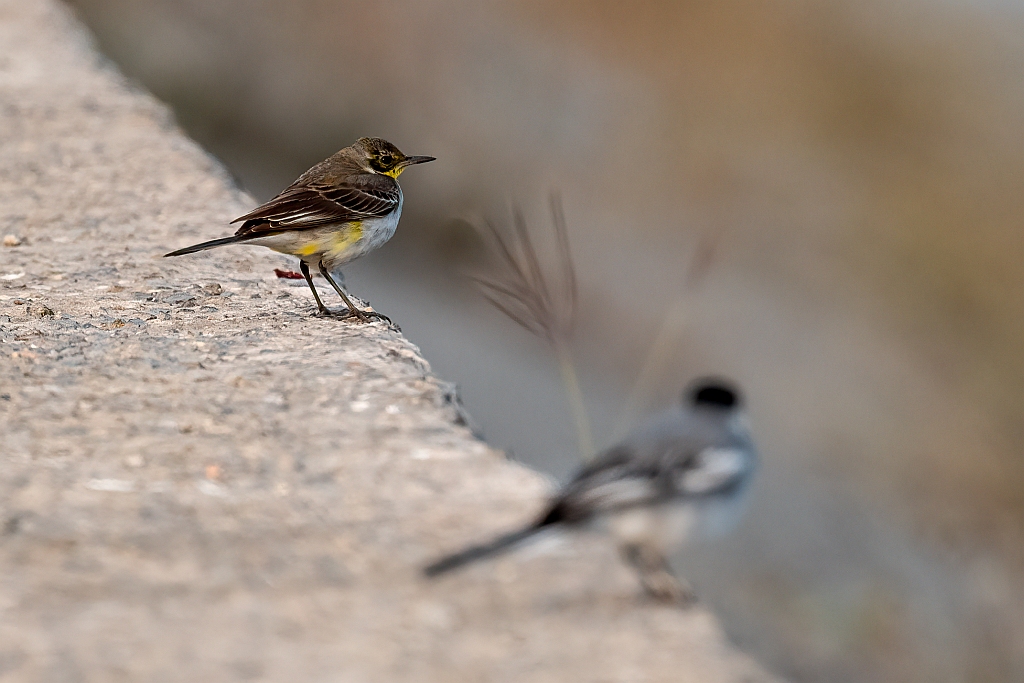 Grey Wagtail